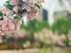 -海棠花溪(元大都城垣遗址公园)