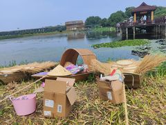 -荷塘月色湿地公园·向阳花洲