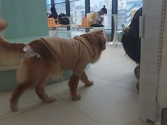 -怪兽屋·羊驼·猫咖·狗咖(俊华广场店)