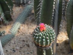 -深圳仙湖植物园