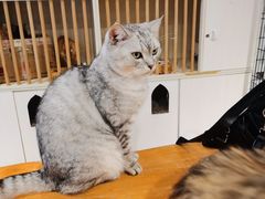 -猫亿天猫咖