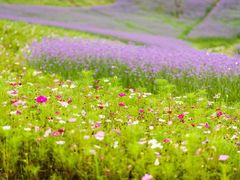 -重庆市奥林匹克体育中心-游泳跳水馆