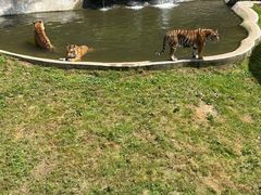 -横道河子东北虎林园