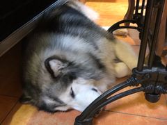 -more than meow吴止猫主题餐厅(承德 中船汇店)