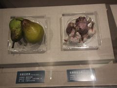 -青藏高原自然博物馆