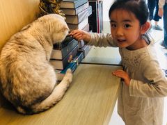 -飞行喵MR PILOT|猫舍·猫咖(静安大融城店)