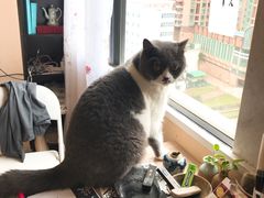 -猫音日语留学培训