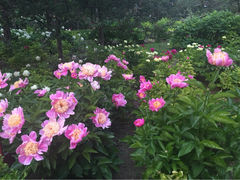iphone_upload_pic-景山公园