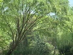 -同里国家湿地公园