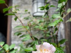 -扬州大运河文化旅游度假区·盆景园