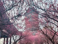-洋湖国家湿地公园