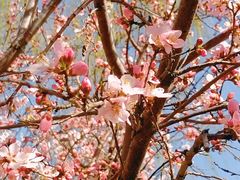 -桃花堤公园