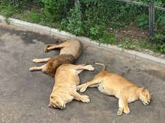 -大连森林动物园