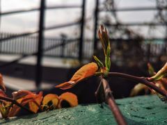 -芒洲湿地公园