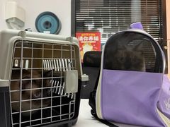 -御宝贝·A梦猫科宠物医院(国际猫友好医院)