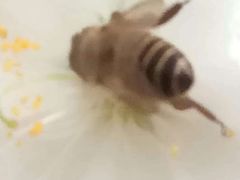 -南国桃园旅游度假区