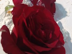 -大苹果面包生日蛋糕(创新店)