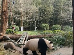 -都江堰中华大熊猫苑