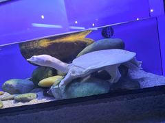 -上海海洋水族馆