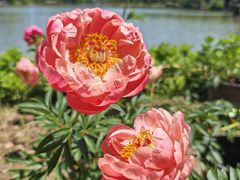 -上海鲜花港