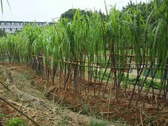 -天河儿童公园