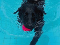 -帕帕拉兹宠物(亚洲旗舰店)