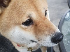 -柴犬高等学院·狗咖·柴犬售卖·宠物训练