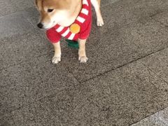 -柴迷FANS CLUB·柴犬狗咖·猫咖