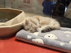 -babydoll猫舍·米努特·德文·缅因(久光中心店)