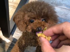 -百好乐宠物友好餐厅(朝外大街店)