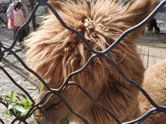 -长白岛森林公园