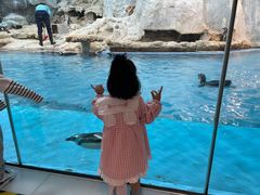 -帝企鹅自助餐厅•儿童岛•真企鹅(长隆企鹅酒店)