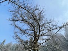 -武陵山森林公园