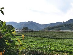-龙坞茶村