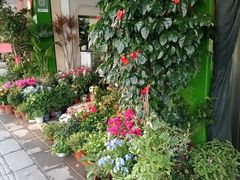 -溪岸路花鸟市场
