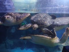 -烟台海昌鲸鲨海洋公园