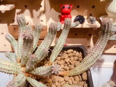 -Rabbit Cafe私房西餐甜点咖啡(栖霞路店)