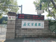 -嘉定紫藤园