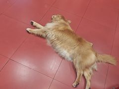 -和它·交个朋友·狗咖猫咖(爱琴海店)