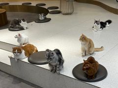 -飞行喵MR PILOT|猫舍·猫咖(静安大融城店)
