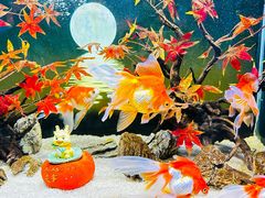 -合肥海洋世界