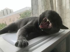 -东方名猫馆·英短金渐层布偶猫舍(环线广场1号楼店)