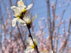 -朝阳公园
