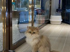 -momokira米努特·德文卷毛猫·棉花面纱犬
