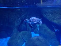 -海合安成都极地海洋公园