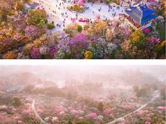 -梅花山(明孝陵内)