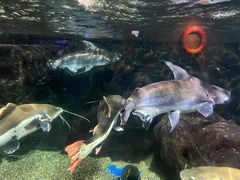 -太平洋海底世界