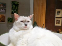 -藏猫猫咖啡主题馆(中央大道店)