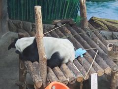 -青藏高原野生动物园