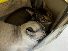 -中农国际动物医院24小时·猫科·骨科·急重症中心